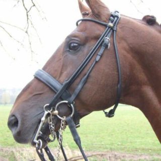 HB Hoofdstel Monaco RVS