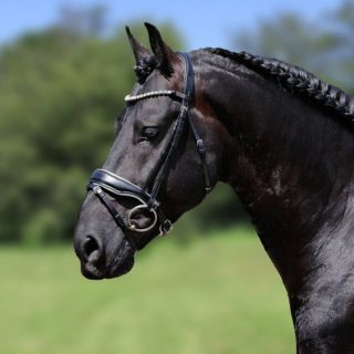 HB Showtime Hoofdstel Grandprix