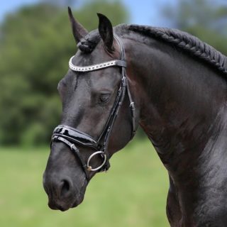 HB Showtime Hoofdstel Glamerdale