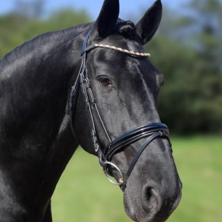 HB Showtime Goldfever