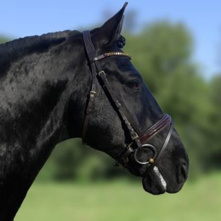 HB Showtime hoofdstel bruin