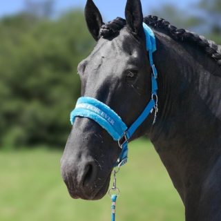 HB Halsters soft turguiose met naam