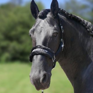 HB Halsters soft met tekst Good fellow zwart